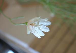 摜(300x211)